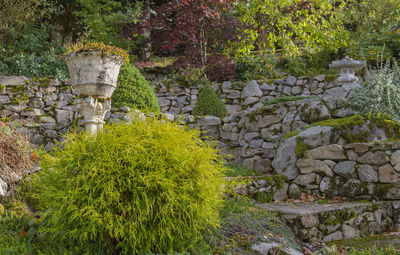 Plants growing by stone wall in garden