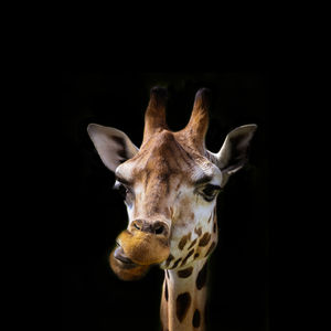 Close-up of giraffe against black background