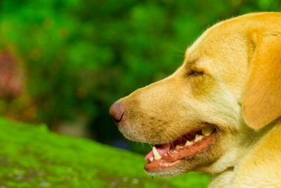 Close-up of dog outdoors