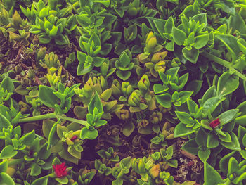 Full frame shot of green plants