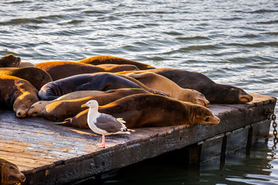 Seagulls perching on pier over sea