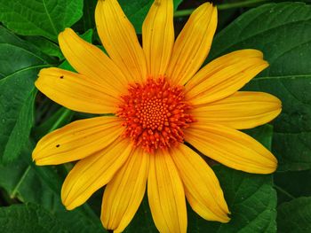 Close-up of yellow flower