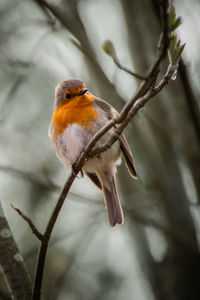 Close-up of bird perching on branch