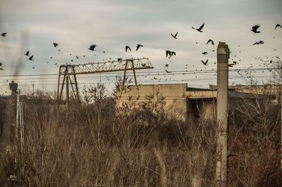 Flock of birds flying in the sky