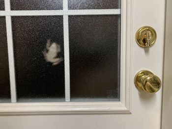 Reflection of cat on glass window