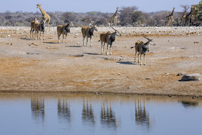 Horses in lake against sky