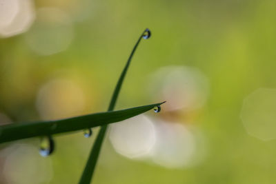 Close-up of wet plant