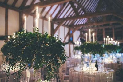 Trees and illuminated plants in restaurant