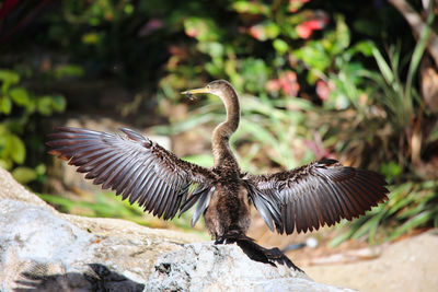 Bird flying over rock