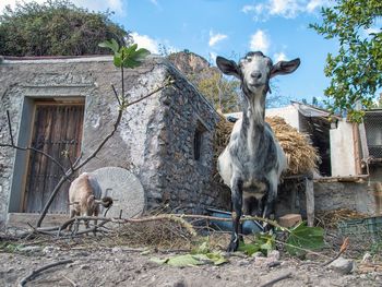 View of a goat against building