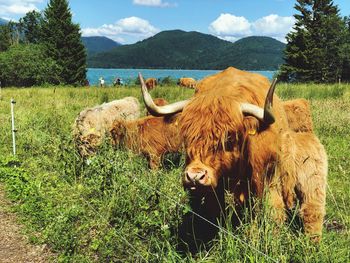 Cows in a field