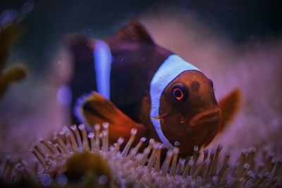 Close-up of fish swimming in aquarium