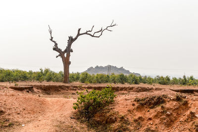 Dead tree on field against clear sky