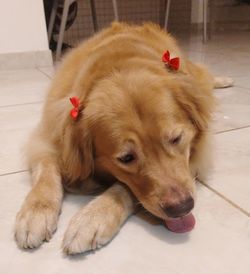 pet