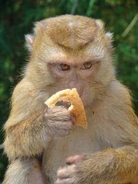 Portrait of a monkey holding bread