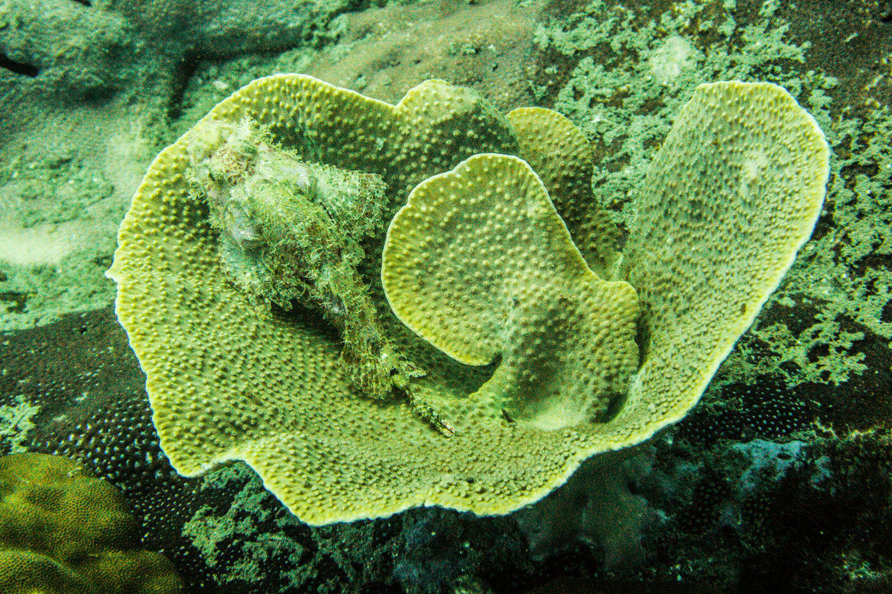 CLOSE-UP OF FISH IN SEA