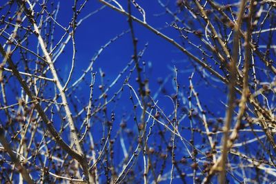 Low angle view of bare tree against blue sky