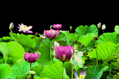 Close-up of pink water lily