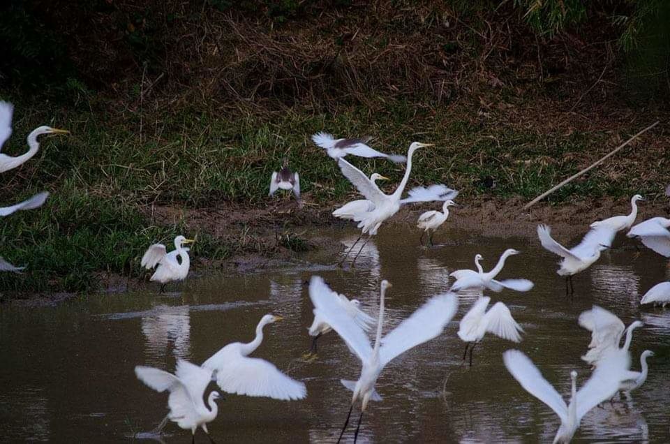 group of animals, animal, animal themes, animals in the wild, animal wildlife, large group of animals, bird, vertebrate, no people, day, nature, white color, water, lake, high angle view, land, flock of birds, outdoors, flying, flapping