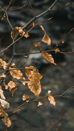 Close-up of dried leaves on branch