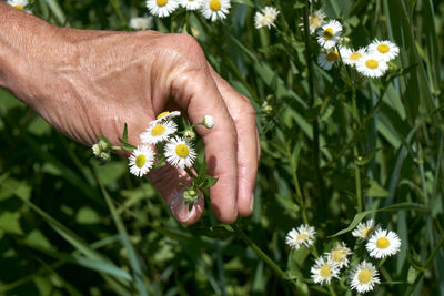 Cropped hand of woman holding flowers