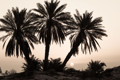 Palm trees against clear sky