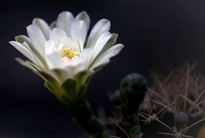 Close-up of white flowering plant