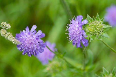 Close-up of purple flowering plant