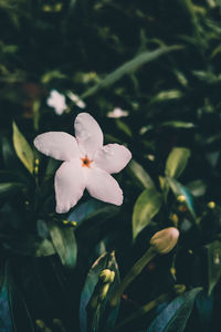 Close-up of white flowering plant