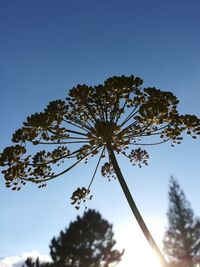 Low angle view of flowering plant against clear blue sky