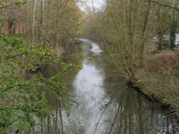 Wet trees in forest against sky