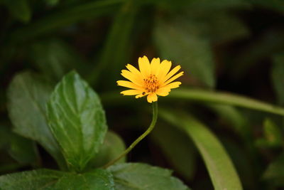 Close-up of yellow flowering plant