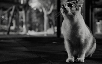 Close-up of cat looking away