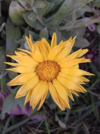 Close-up of yellow flower