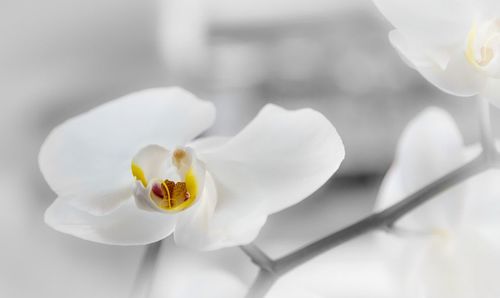 Close-up of white flowers