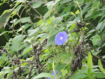 Close-up of flower growing on tree