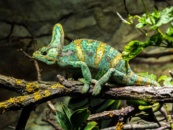 Close-up of chameleon on tree branch