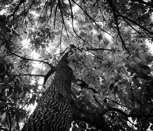 Low angle view of trees against sky