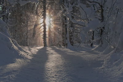 Snow covered land and trees during winter