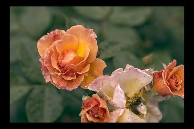 Close-up of rose plant