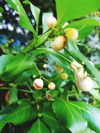 Close-up of flower growing on tree