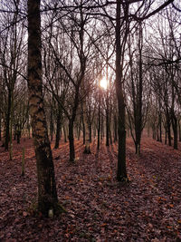 Trees in forest against sky