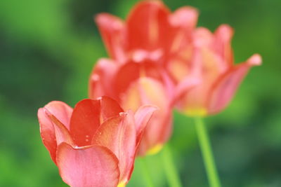 Close-up of pink rose flower