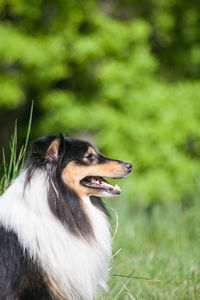 Dog looking away on field