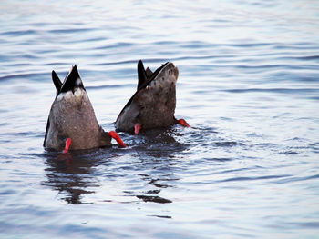 Close-up of ducks swimming in water