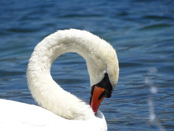 Close-up of swan floating on lake