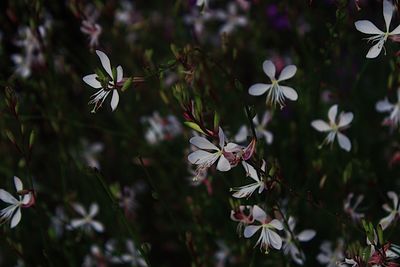 Close-up of white flowering plant