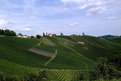 Scenic view of agricultural field against sky