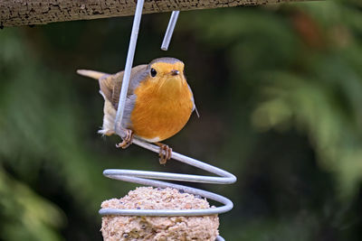 Close-up of bird perching on feeder