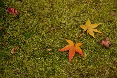 High angle view of maple leaf on grass